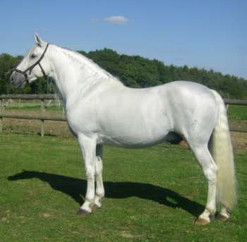 Andalusian Show Horse Rumboso XLIII